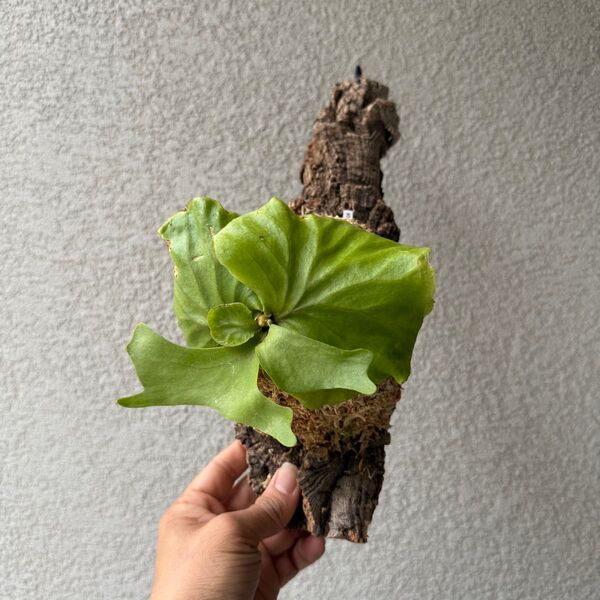 95 【胞子培養株・良形】ビカクシダ・リドレイ(Platycerium ridleyi/spore)
