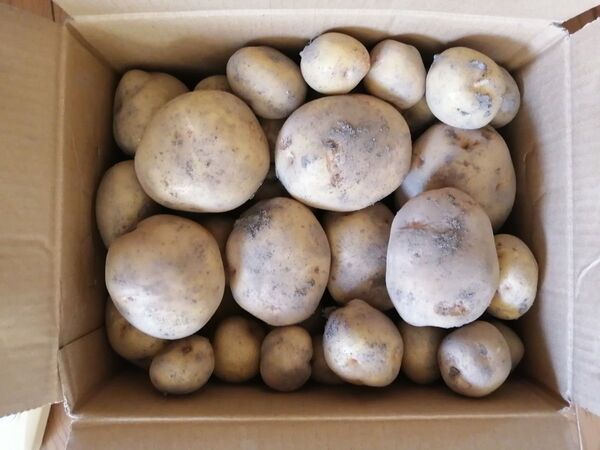 新じゃが きたあかり 無農薬 訳あり 傷あり サイズバラバラ 9.5kg 大きめ じゃがいも
