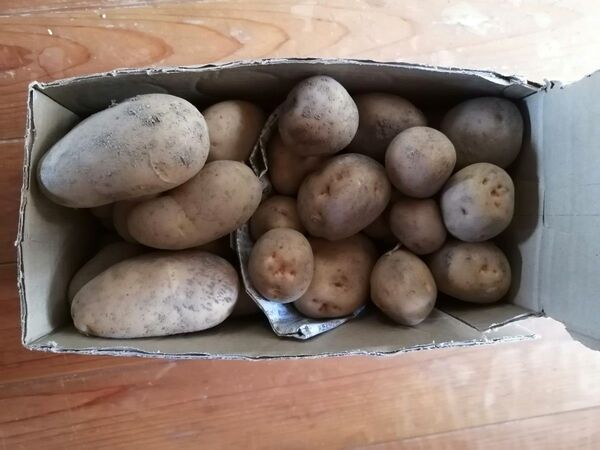 きたあかり メークイン 新じゃが 3.9kg 値下げしました 無農薬 訳あり 傷あり