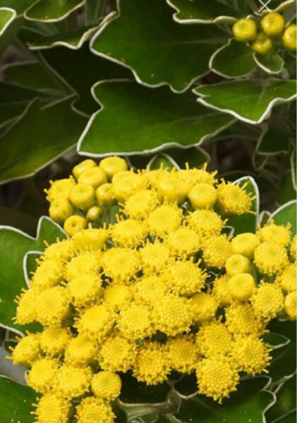 磯菊 抜き苗5本