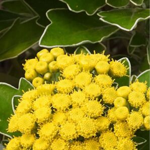 磯菊 鮮やかな黄色の花が咲く植物 抜き苗5本