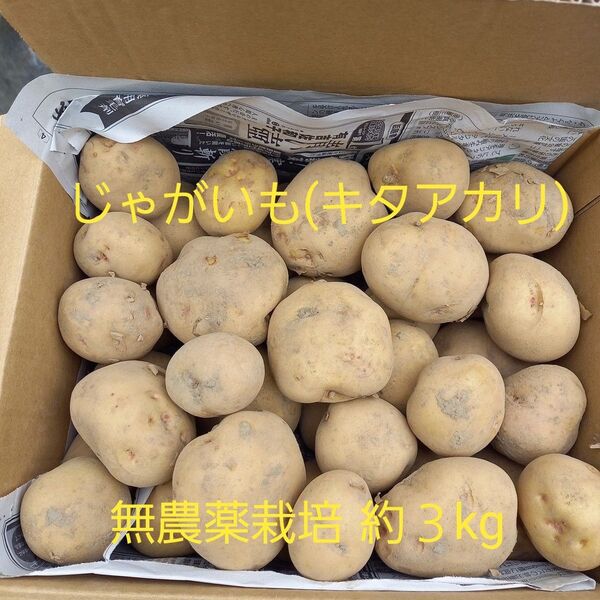 新 じゃがいも 無農薬栽培 キタアカリ 約3kg (箱込み)