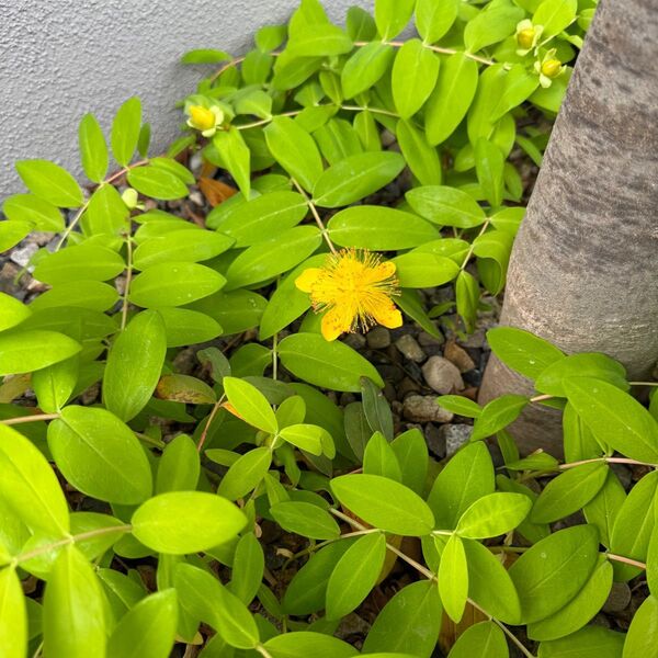 宿根草^o^ ヒペリカム ゴールドフォーム
