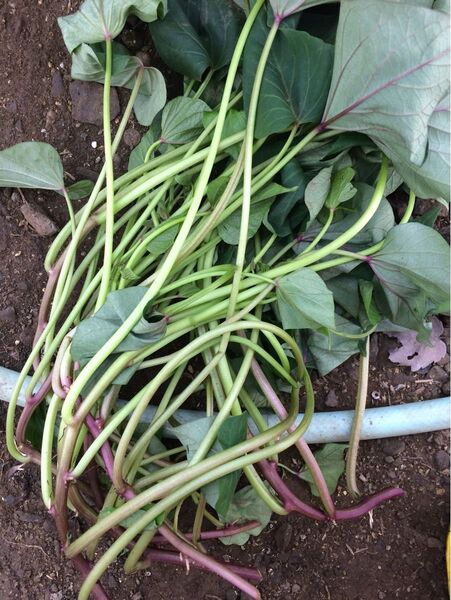 苗 家庭菜園 野菜の苗 さつまいも ベニはるか 10本 紅はるか