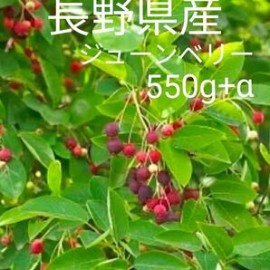 長野県産ジューンベリー 無農薬 550g+α