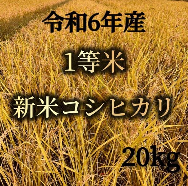 令和六年産 コシヒカリ 20kg 1等米 精米 減農薬 農家直送