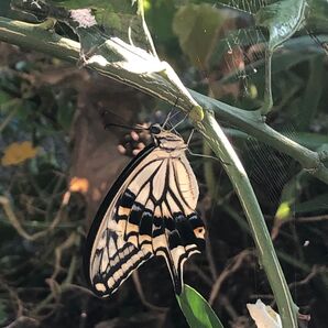 和歌山産 八朔の葉 枝付き 無農薬 アゲハ蝶の餌 トゲなし