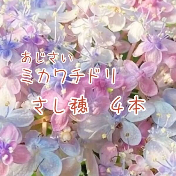 あじさい 【三河千鳥】挿し穂4本 ミカワチドリ 紫陽花 アジサイ さし穂 日本固有種