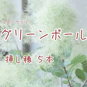 【スモークツリー】【グリーンボール】挿木用のさし穂5本 挿木に適した今年伸びた若枝→メネデール(発根促進剤)→保湿→すぐ発送します