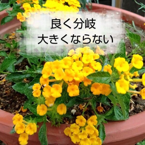 コパノランタナ 根付き苗 黄色 大きくならない すすく