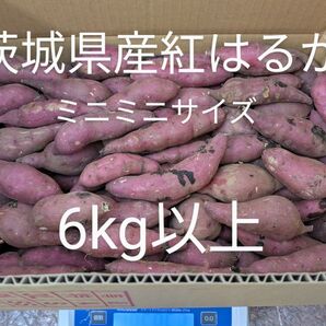 茨城県産紅はるか 訳ありミニミニサイズ