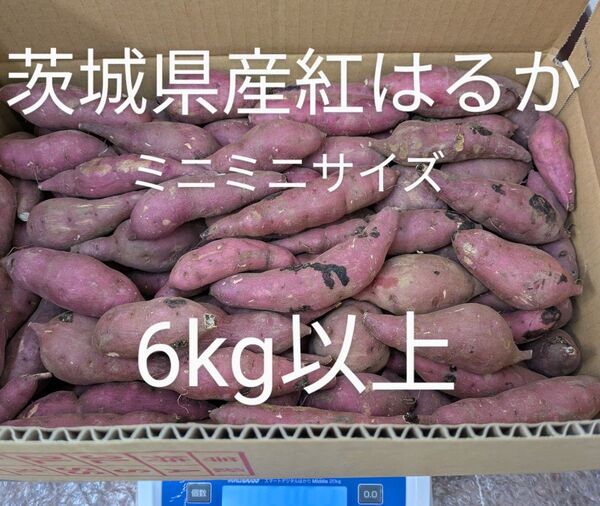 茨城県産紅はるか 訳ありミニミニサイズ