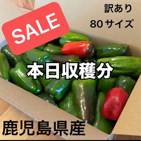 訳あり ピーマン 鹿児島県産 ※箱小さめ