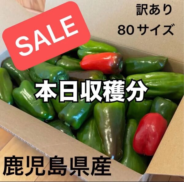 訳あり ピーマン 鹿児島県産 ※箱小さめ
