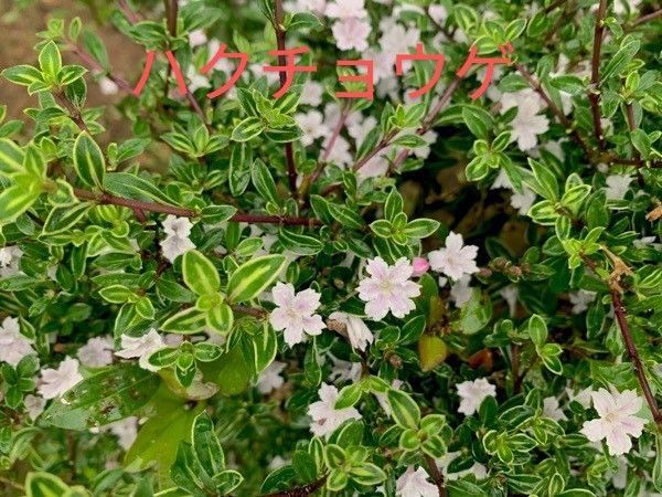 ハクチョウゲの苗木 1本+小苗2本