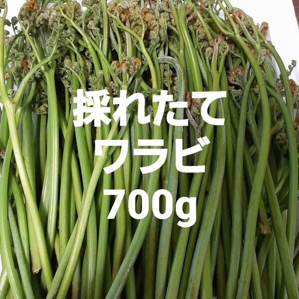 天然 わらび 700g 信州産 ワラビ 蕨 山菜