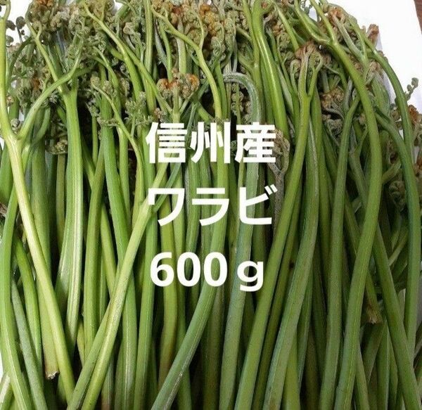 天然 わらび 600g 信州産 ワラビ 蕨 山菜
