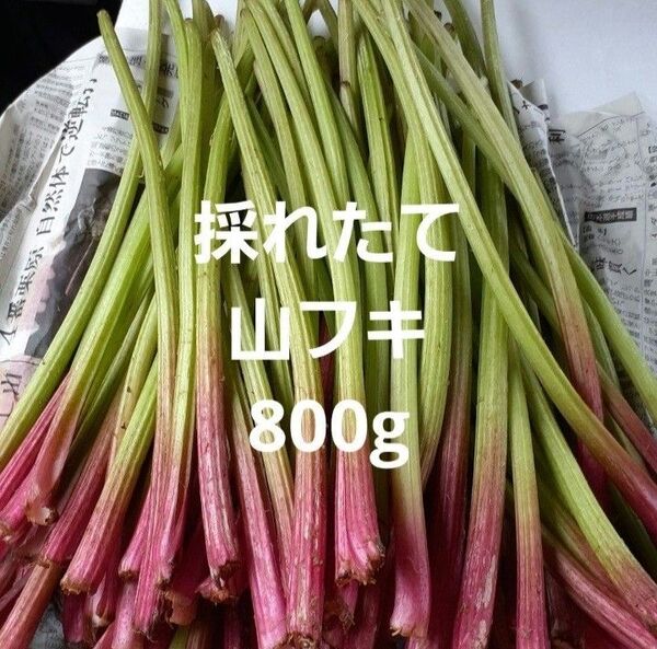 天然 山フキ 800g 信州産 ふき フキ 山菜