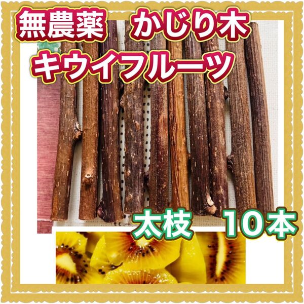 大人気!無農薬 かじり木 キウイフルーツ 1㎝前後 太枝 10本
