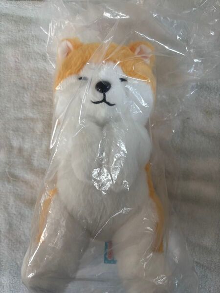 へそ天 秋田犬 コンパクトJB・T(特)