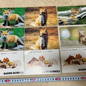 ポストカード アニマル