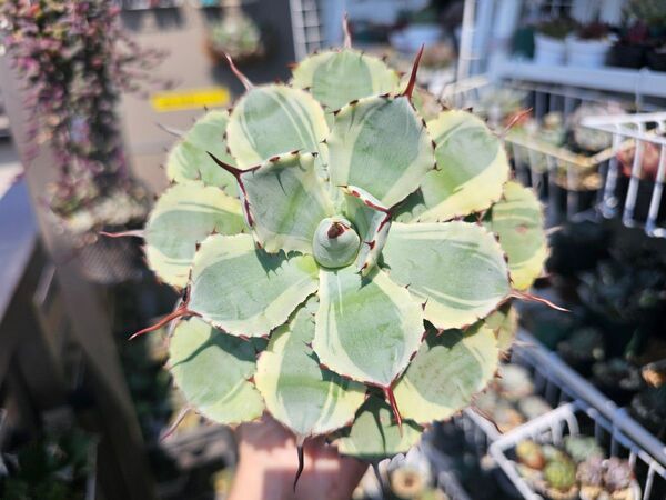 鉢付き発送 吉祥冠錦 このまま発送、このまま育成可能 アガベ 台湾産 正規品 チタノタアガベ 台湾産正規品