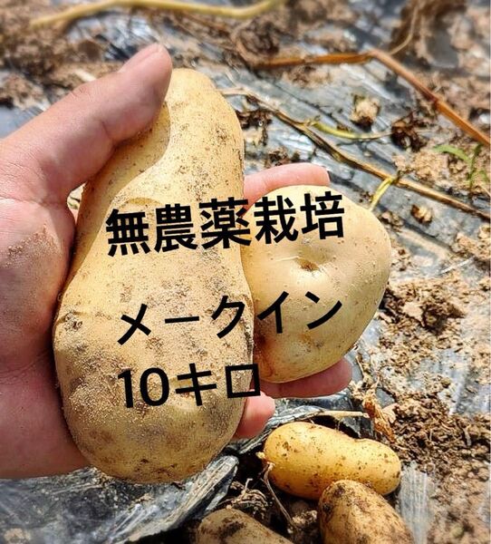 じゃがいも メークイン 新じゃが 10キロ