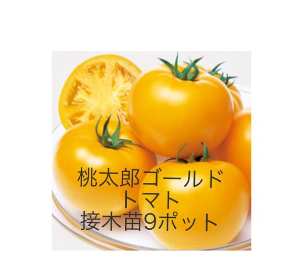 桃太郎ゴールドトマト接木苗 9ポット