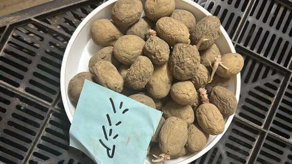 シンシア じゃがいも種芋 極小サイズ約20コ 北海道産種馬鈴薯検査合格済み