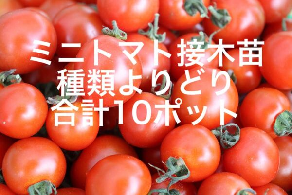 ミニトマト接木苗種類よりどり合計10ポット