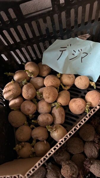 出島 じゃがいも種芋 極小サイズ15コ前後 広島県産種馬鈴薯検査合格済