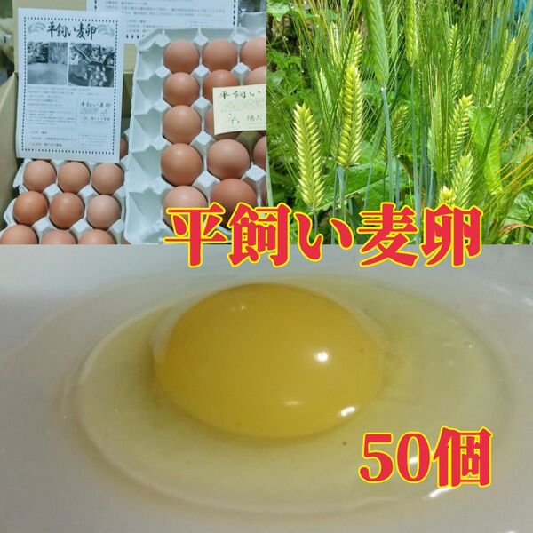 平飼い麦卵 ML 50個(紙トレー入り)