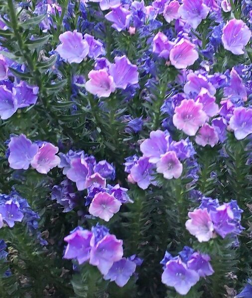 種 花たね一年草 エキウム ブルーベッダー 1袋(55粒) ガーデン エキウムブルーベッダー 蜜源植物 ブルガレ おまけ種付き!