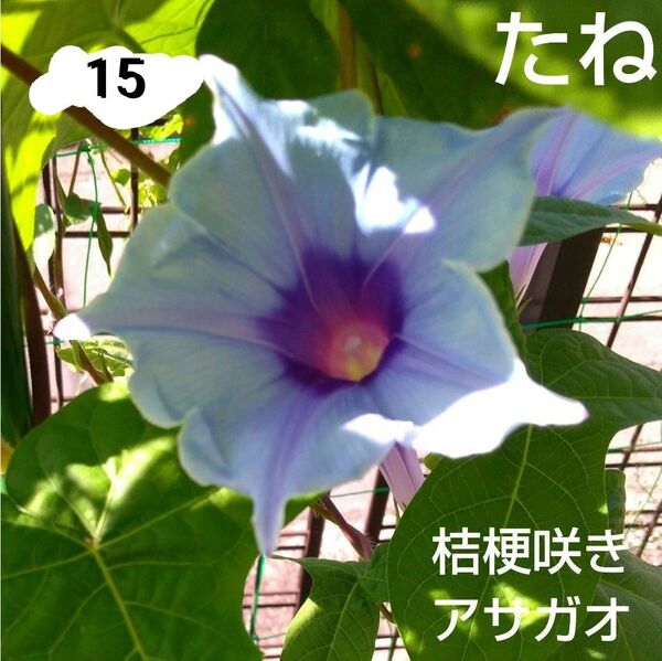 種子 桔梗咲き アサガオ 種 15粒 水色 ブルー ラベンダー ピンク たね 朝顔 朝顔の種 アサガオ ペールスカイブルー