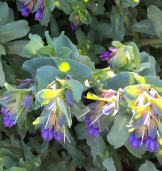 種 花たね一年草 セリンセ・マヨール 30粒 イングリッシュガーデン 蜜源植物 ムラサキ科 おまけ種付き!