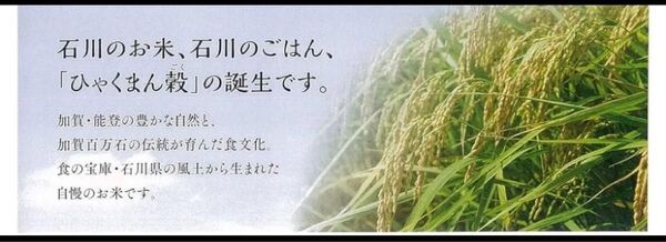 お米 無洗米 石川県産 10kg