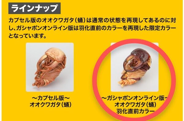 ■オオクワガタ(蛹)羽化直前カラー■いきもの大図鑑 オンライン版 くわがた10 樹皮台座(小)セット BANDAI ガシャポン
