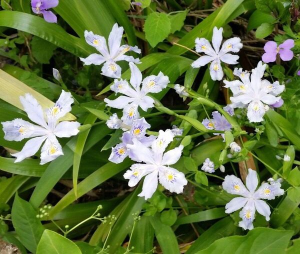 シャガ 苗 7本 アヤメ科 抜き苗 7株 射干 花 グランドカバーにも 山野草 自然 ゆうパケット 花苗