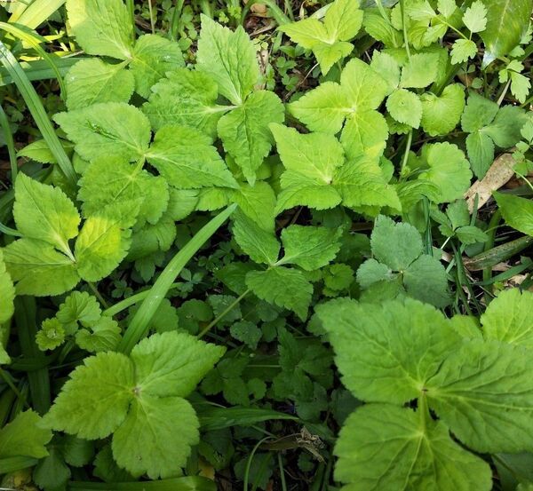 ミツバ 10株 +α 抜き苗 無農薬 10本 苗 三つ葉 薬味 風味