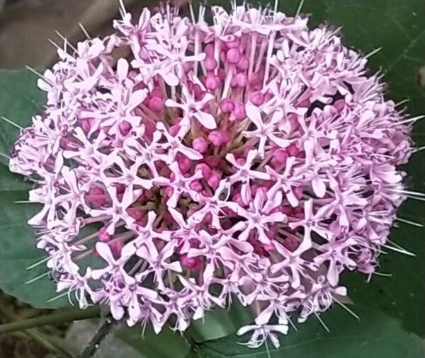 ボタンクサギ 2本 抜き苗 根 花 牡丹臭木