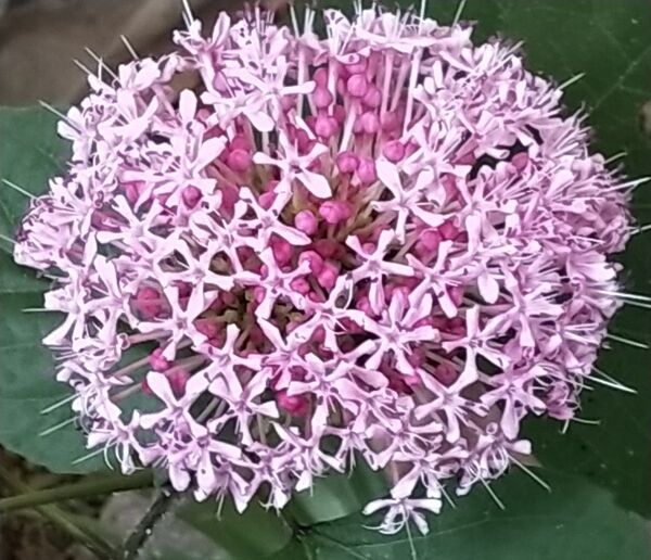 ボタンクサギ 4本 抜き苗 花 牡丹臭木 4株