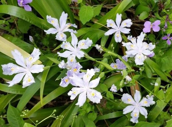 シャガ 苗 7本 アヤメ科 抜き苗 7株 射干 花 グランドカバーにも 山野草 自然 ゆうパケット 花苗