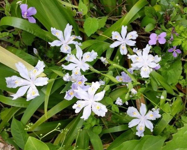 シャガ 苗 7本 アヤメ科 抜き苗 7株 射干 花 グランドカバーにも 山野草 自然 ゆうパケット 花苗