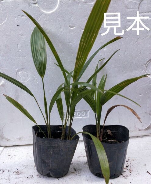 2本 シュロ 抜き苗 棕櫚 苗 観葉植物 ワジュロ シュロの木