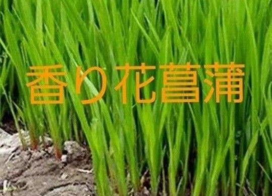 希少香り菖蒲 苗2個 天然