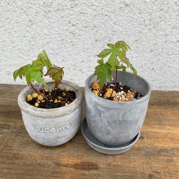 もみじ モミジ イロハモミジ いろはもみじ 苗木 盆栽 観葉植物 5本 抜き苗