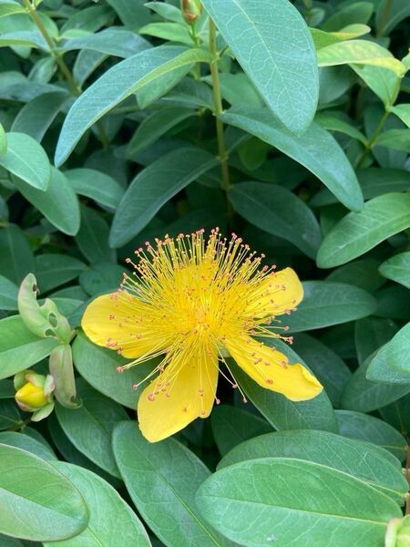 宿根草 低木 ヒペリカム ゴールドフォーム 抜き苗 2株 寄せ植え