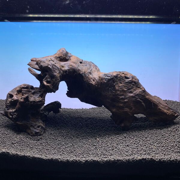 MRW-6313赤系天然流木 自立アーチ流木 1点物 流木 アクアリウム