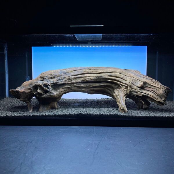 MRW-6331特大自立赤系流木 アーチ流木 1点物 自立流木 90cm水槽用