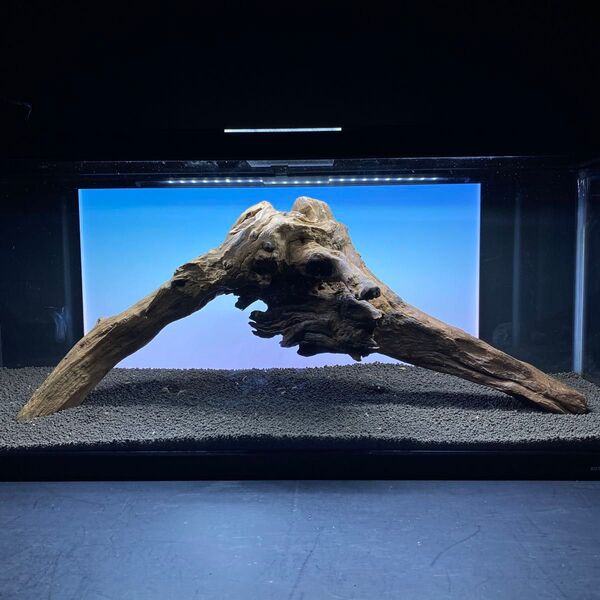 MRW-6332特大自立赤系流木 アーチ流木 1点物 自立流木90cm水槽用